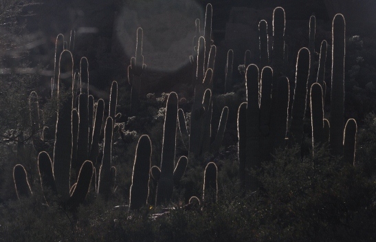 backlit Saguaro